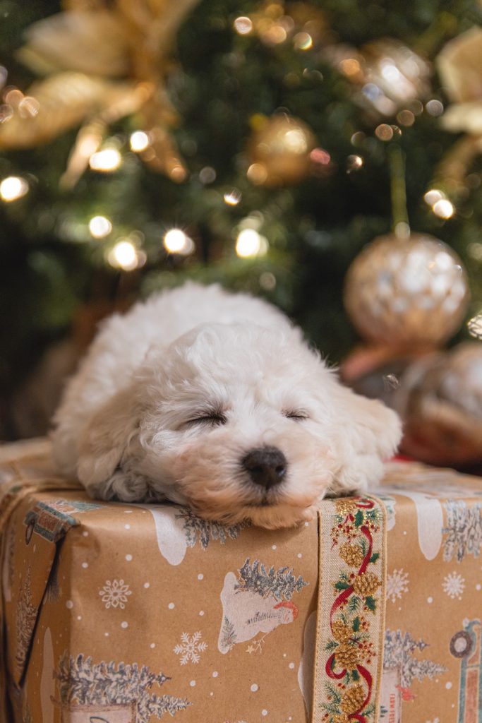 Sleeping puppy with head on top of present