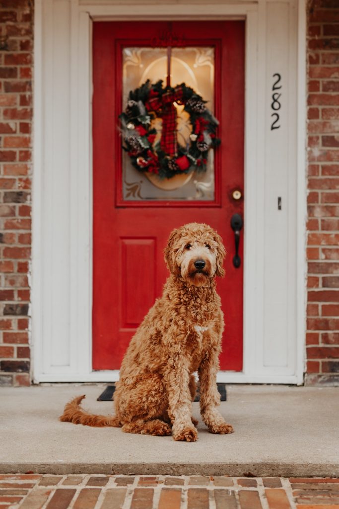 Big brown dog posing on porch outside in front of big red door