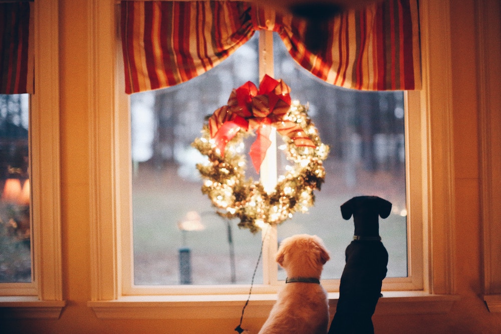 Two dogs looking out the window at Christmas. There is a lighted wreath in th window. 