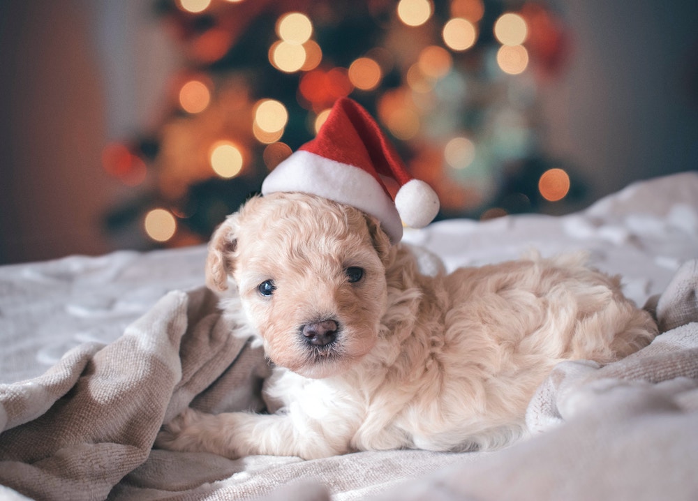 Christmas photo of little white dog on blanket with Santa hat on. 