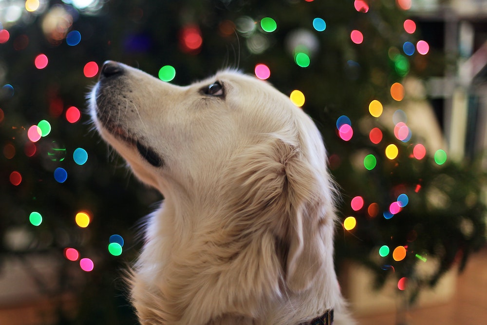 profile picture of yellow lab looking up in front of a Christmas tree