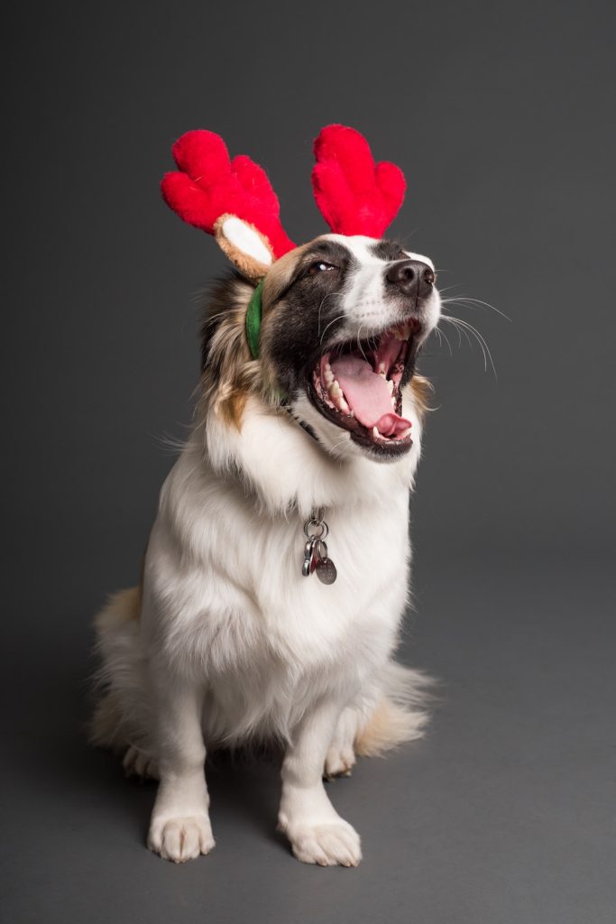 White Dog with black spots on fact wearing reindeer ears to represent giving time to animal shelter.