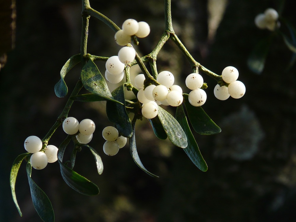 Mistletoe with white berries