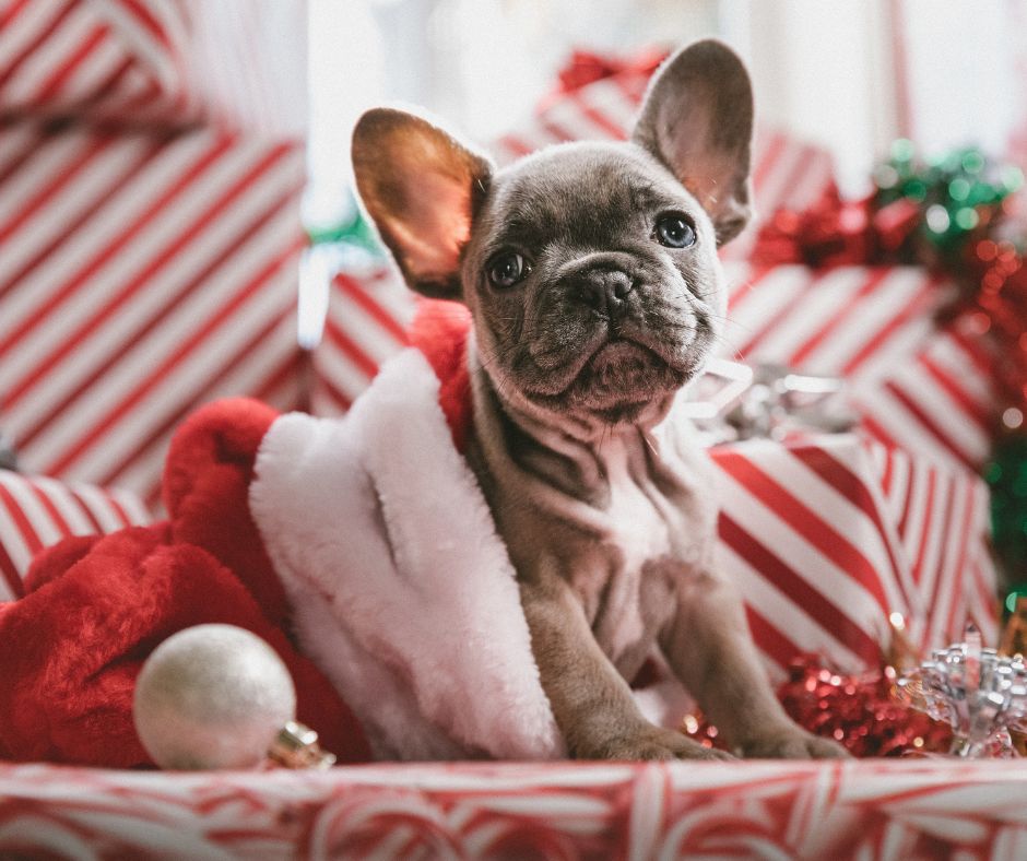 Dog looking at camera with red and white presents and Santa hat.