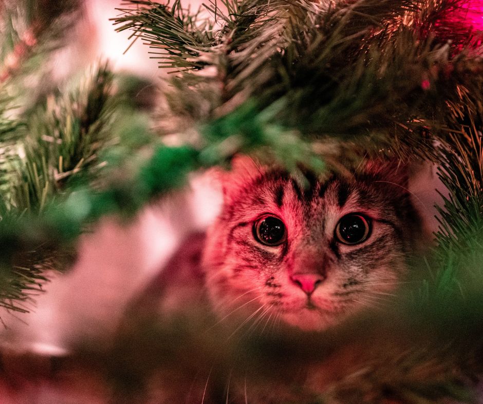 Cat looking in Christmas tree showing how keeping pets safe and happy this Christmas.