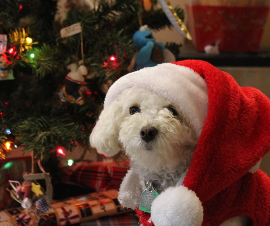 White dog with Santa hat in front of Christmas tree showing how keeping pets safe and happy at Christmas.