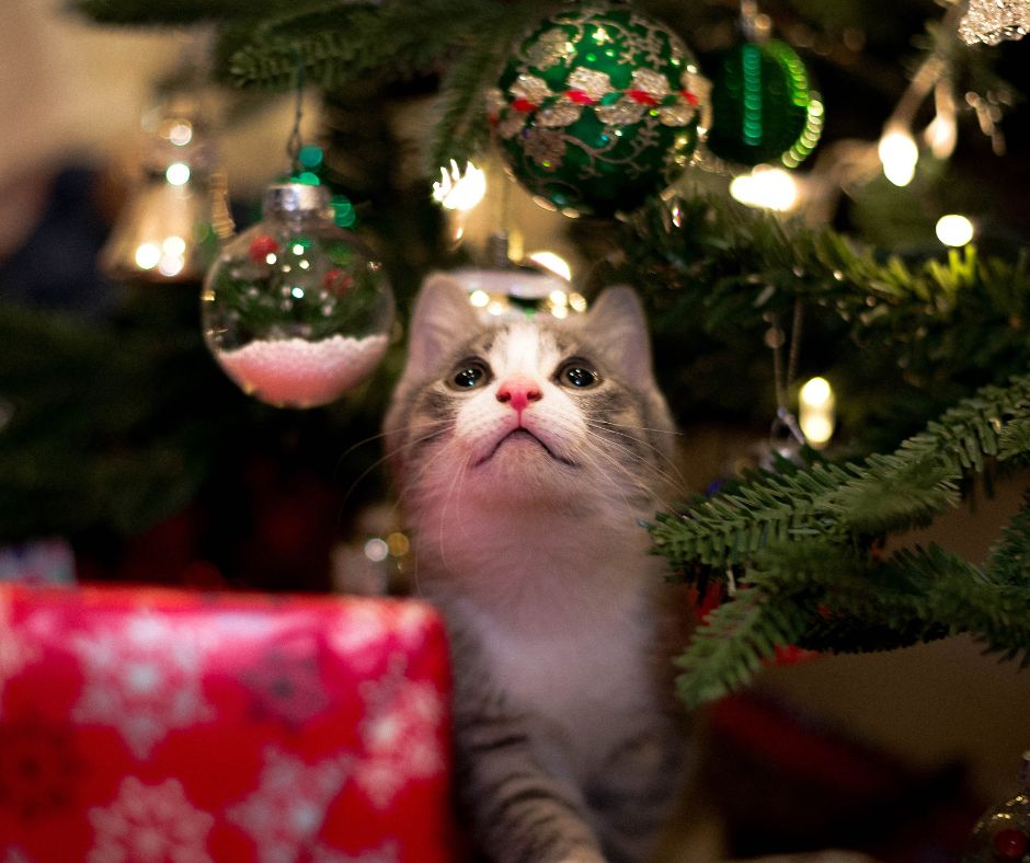Cat looking up at Christmas ornaments for keeping pets safe and happy this Christmas.