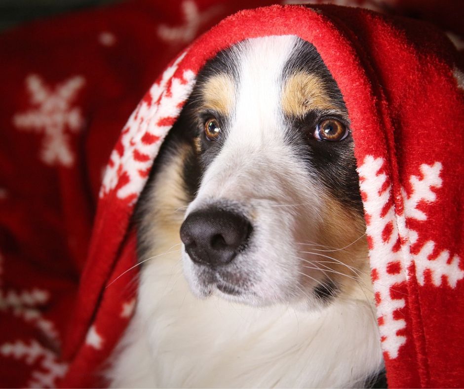 Cozy stocking stuffers for pets like a cozy blanket wrapped on a dog's head.