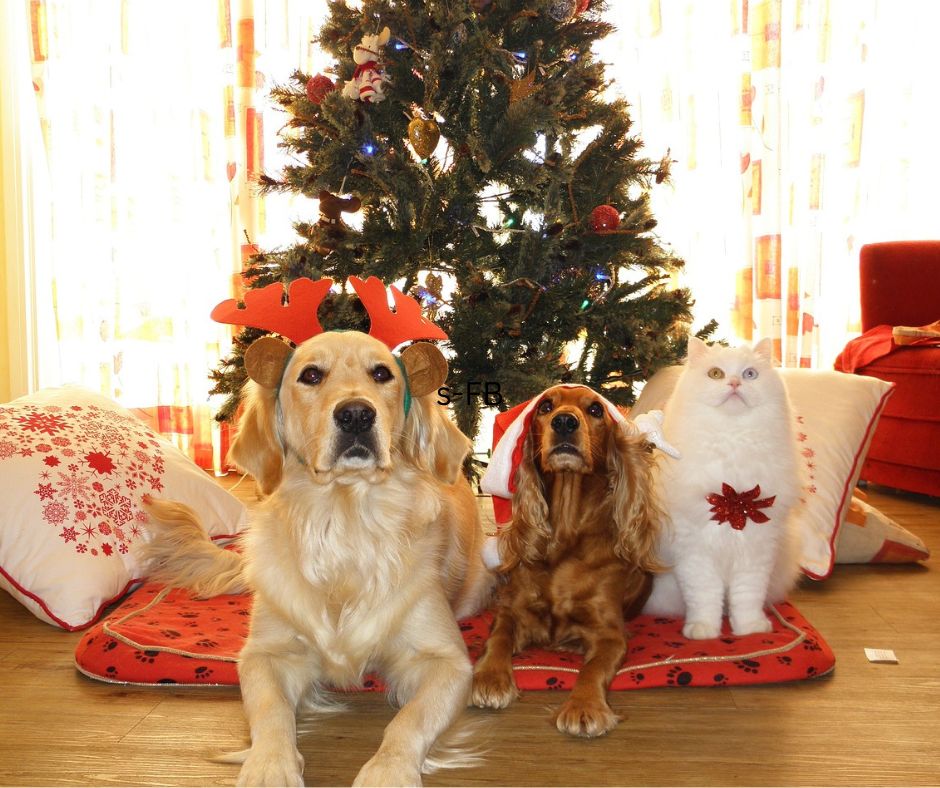 Photo of 2 dogs and a white cat in front of a Christmas tree. Shows them waiting for stocking stuffers for pets!