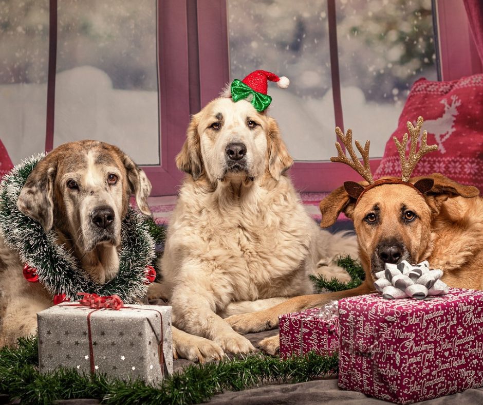Three dogs sitting on the floor with presents in front of them.