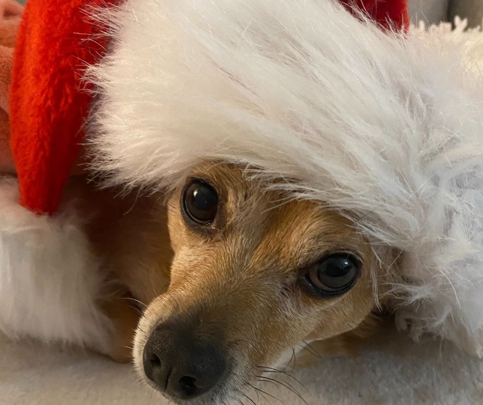 Cooper the chihuahua with a Santa hat on to show how keeping pets safe and healthy this Christmas is necessary.