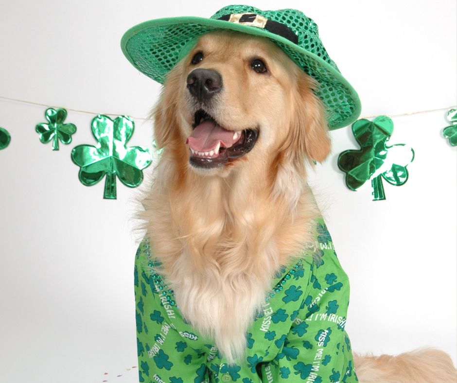 Dog dressed up in St. Patrick's Day costume.