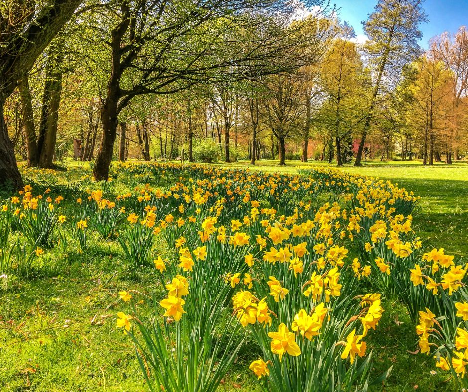Shows a park with yellow flowers as one of the Easter activities to enjoy alone. 