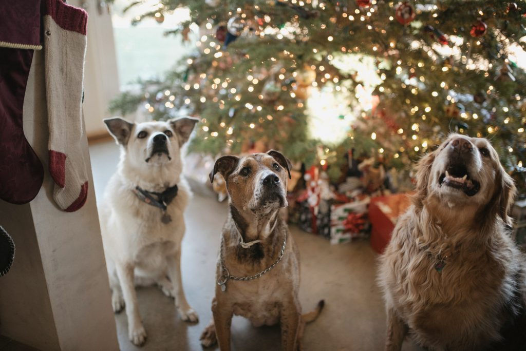 Dogs sitting in front of Christmas tree to show cat and dog proof Christmas tree