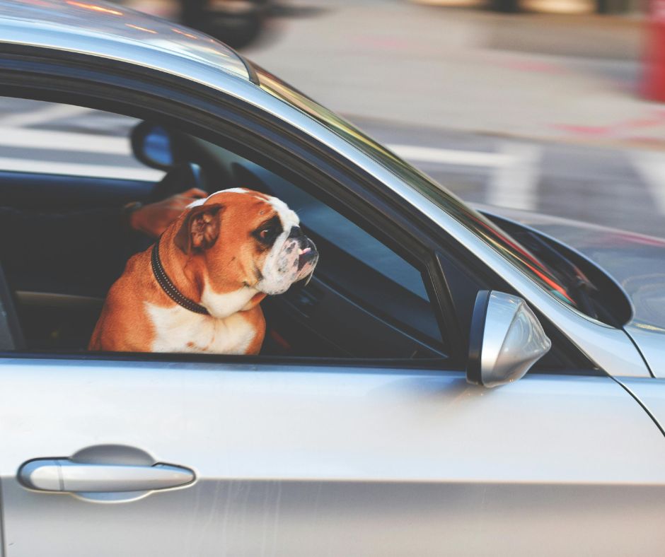 Dog in car at the window to show traveling with pets over the holidays.