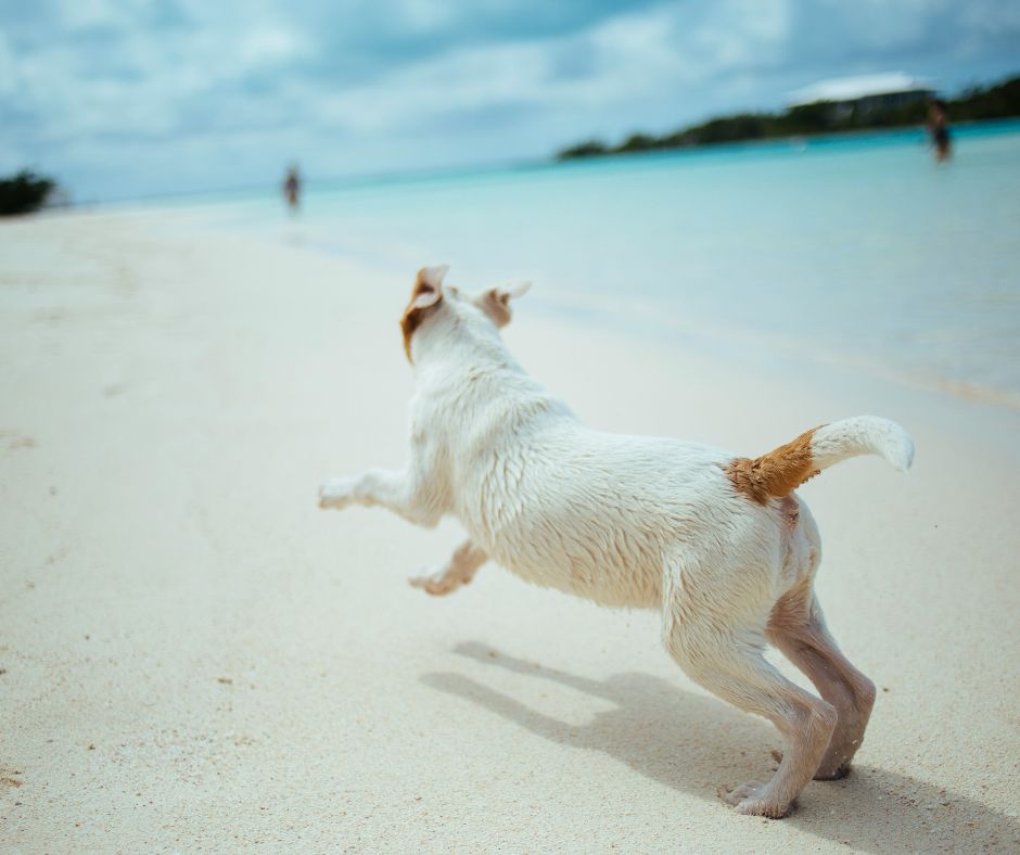 Traveling with pets over the holidays shows white dog on beach running.