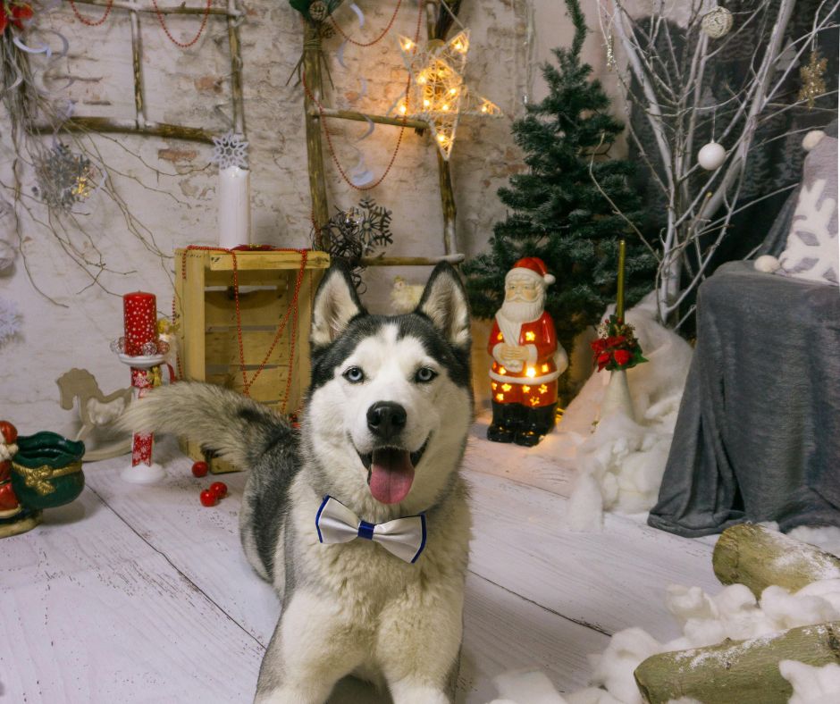 Black and white dog on floor with Christmas decorations.