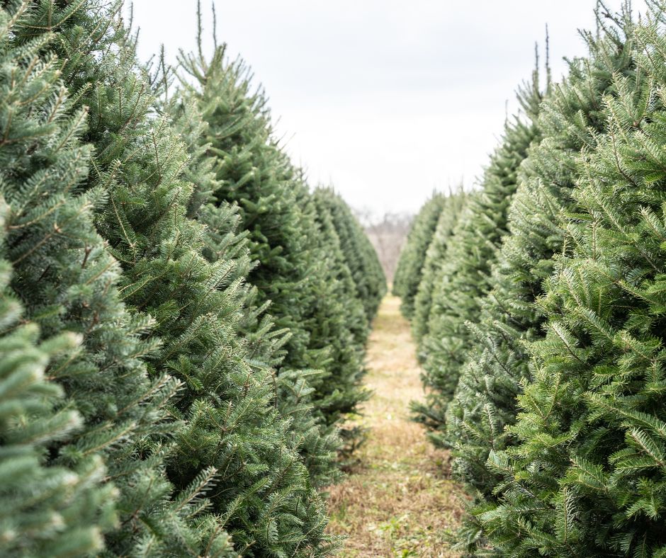 2 rows of real Christmas trees lined up