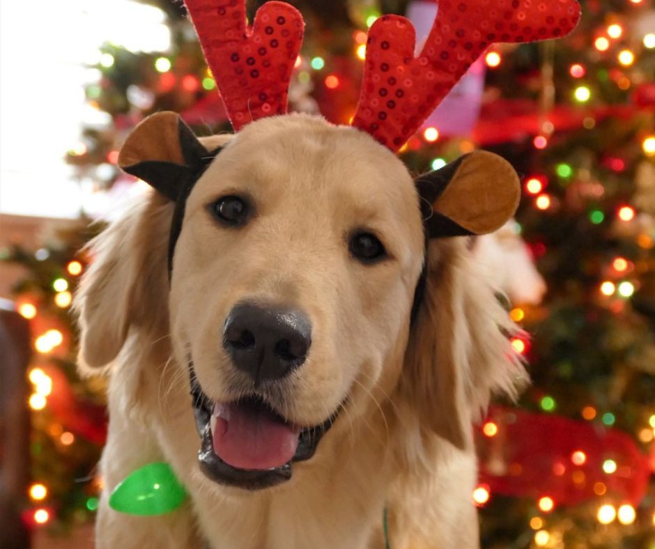 Lab with antler ears as example of Christmas gifts for dogs.