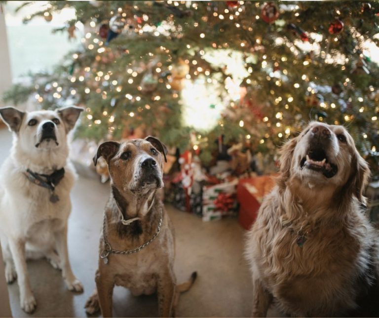 Christmas Gifts for Dogs