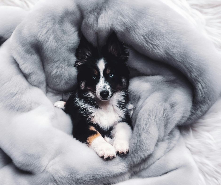 Dog wrapped up in blanket, one of many Christmas gifts for dogs.