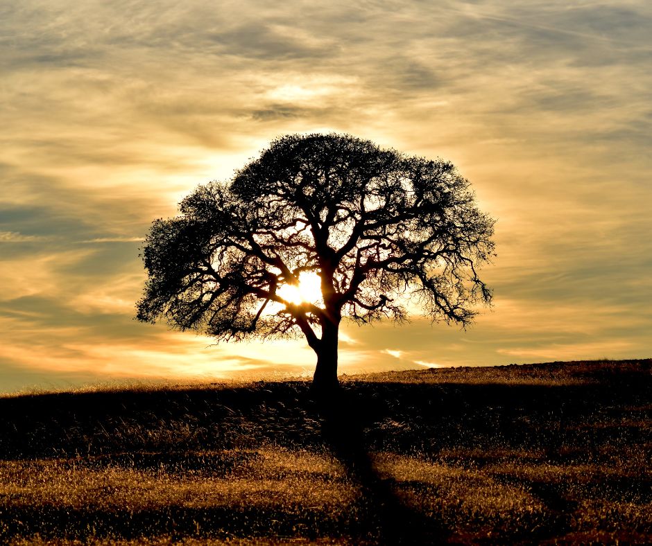 Phot of tree at sunset