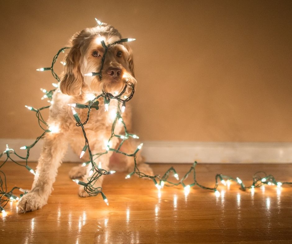 Dog demonstrating Christmas decor for apartments by wearing fairy lights.